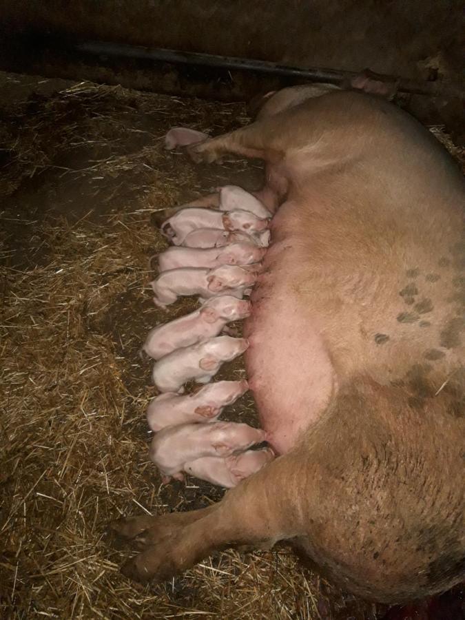 Fumu Ludurru Farm Stay Padru Zewnętrze zdjęcie