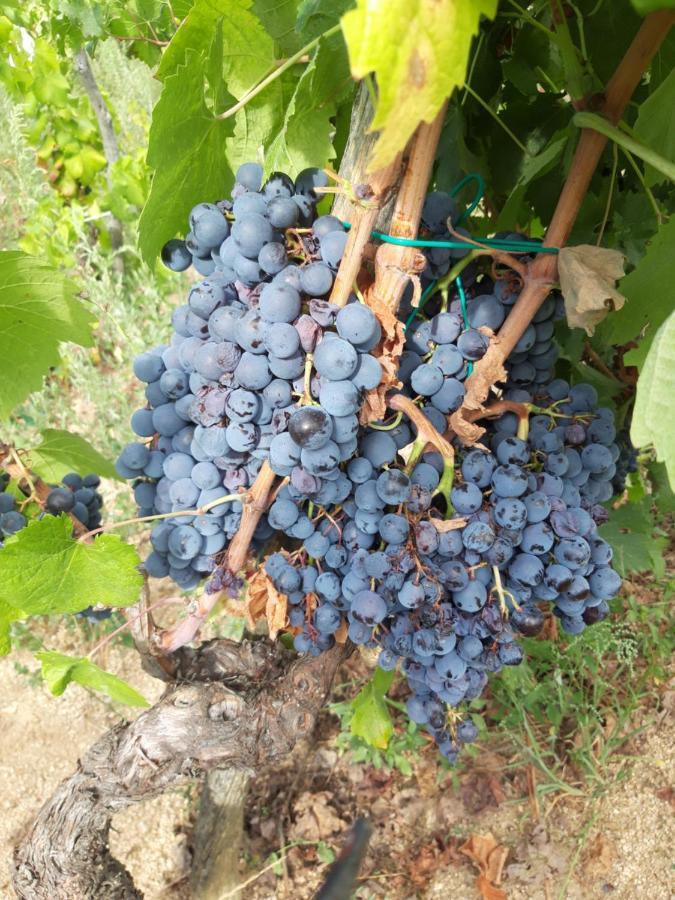 Fumu Ludurru Farm Stay Padru Zewnętrze zdjęcie
