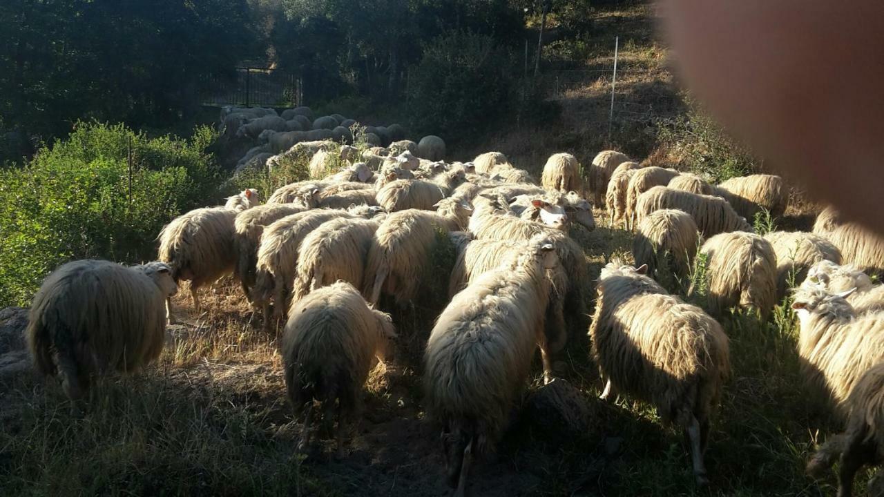 Fumu Ludurru Farm Stay Padru Zewnętrze zdjęcie